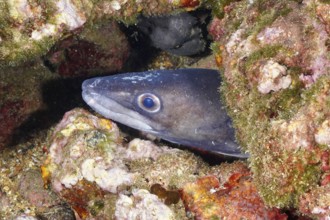 A conger eel (Conger conger) hides between colourful rocks under water in the Mediterranean Sea