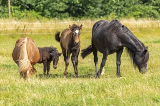 Horses, ponies, foals, pasture, Burgstemmen, Lower Saxony, Germany, Europe