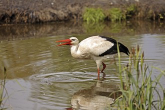 White Stork (Ciconia ciconia)