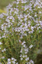 Common thyme (Thymus vulgaris), flowering, medicinal and aromatic plant, Provence, southern France