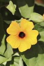 Black-eyed susan vine (Thunbergia alata), flower, ornamental plant, North Rhine-Westphalia,