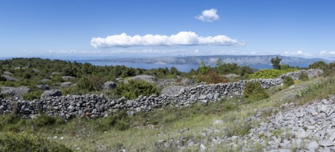 Lavender fields in front of flowering, Brusje, island of Hvar, Dalmatia, Croatia, Europe