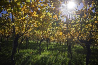 Vineyard, vines, grapevines, viticulture, autumn colouring, autumn, backlight, Strümpfelbach,