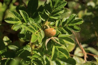 Rosehip, September, Germany, Europe