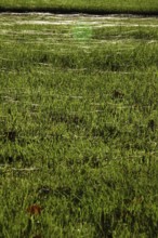 Meadow in October with spider webs, Saxony, Germany, Europe