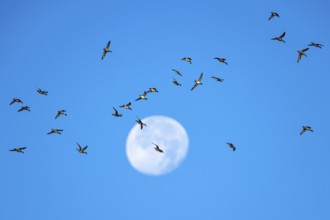 Flock of Northern Pintail (Anas acuta) with the moon in the background