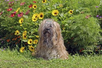 Lhasa Apso in front of flower bed, sitting