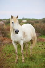 A white Camargue horse stands in a green meadow, surrounded by natural landscape and radiates