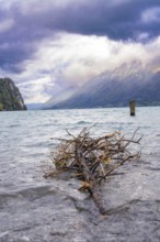 A branch floats in the water of a lake in front of fog-covered mountains under a dramatic sky, Lake