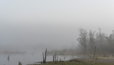 Early morning fog, landscape in and around Wittmoor, Norderstedt, Schleswig-Holstein, Germany,