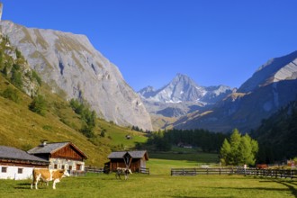 Huteralmen with Großglockner, Hohe Tauern, Ködnitztal, Kals am Großglockner, East Tyrol, Austria,