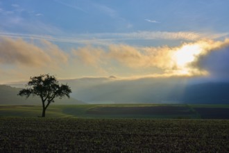 Sunrise with clouds over a field wrapped in a warm morning atmosphere, an apple tree (Malus