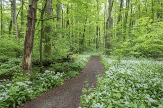 Path through a near-natural deciduous forest, copper beech forest (Fagus sylvatica) with flowering