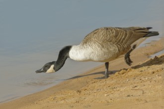 Canada goose (Branta canadensis), adult bird drinking water at the Altmühlsee, Wildlife,