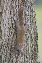 American grey squirrel (Sciurus carolinensis), climbing headfirst down a tree trunk, Pembroke