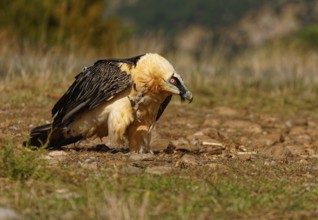 Old bearded vulture (Gypaetus barbatus), portrait, plumage care, evening light, Catalonia,