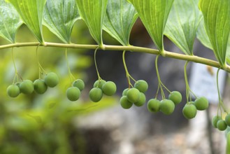 Solomon's seal (Polygonatum multiflorum), Botanical Garden, Erlangen, Middle Franconia, Bavaria,