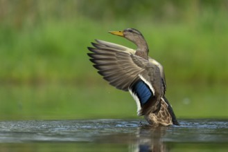 Mallard (Anas platyrhynchos) grooming, female, Aviemore, Scotland, Great Britain