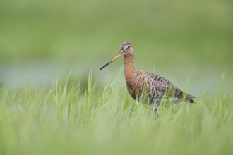 Black-tailed Godwit (Limosa limosa), Lower Saxony, Germany, Europe