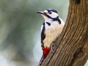 Great Spotted Woodpecker, Dendrocopos major, bird in forest at winter sun