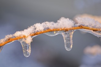 Close-up of icicles hanging from a deciduous tree branch covered with frost and snow in morning