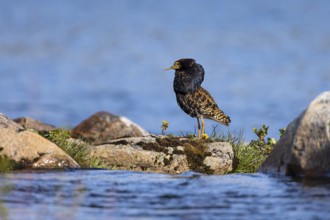 Ruff (Calidris pugnax), adult male in splendour, Varanger, Finnmark, Norway, Europe