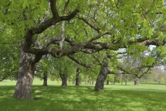 Old trees, Rosensteinpark in spring, landscape park in Bad Cannstatt, Stuttgart, Baden-Württemberg,