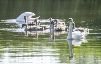 Mute swan (Cygnus olor), adults and juveniles swimming on a pond, Thuringia, Germany, Europe