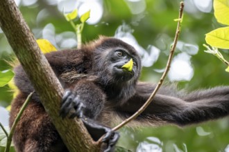 Mantled howler (Alouatta palliata) eating leaves in a tree, Cahuita National Park, Costa Rica,