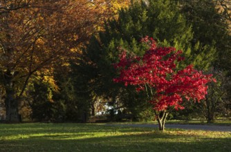 Red coloured leaves of a maple, maple tree, shines in autumn, park, park landscape, autumn