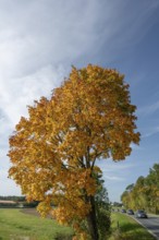 Maple tree (Acer) in autumn colours, blue sky, Bavaria, Germany, Europe