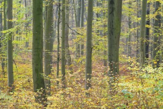 Near-natural deciduous forest in autumn with colourful leaves, copper beech (Fagus sylvatica),