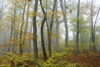 Near-natural deciduous forest in autumn with colourful leaves, copper beech (Fagus sylvatica), fog