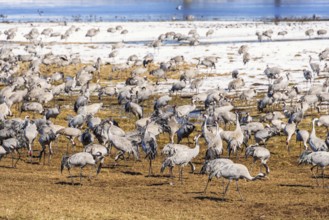 Flock of cranes in a field with snow on an early sunny spring day, Hornborgasjön, Sweden, Europe