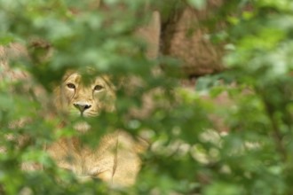 A lioness sits in the dense green foliage and looks calmly through the dense foliage, captive,