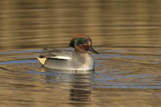 Common teal (Anas crecca) adult male bird on a lake, England, United Kingdom, Europe