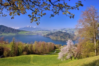 View of Lake Zug with Chiemen peninsula, behind it Mount Pilatus, Cantons Zug, Schwyz, Lucerne,