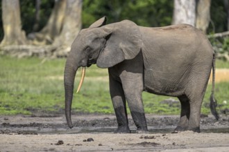 African forest elephant (Loxodonta cyclotis) in the Dzanga Bai forest clearing, Dzanga-Ndoki