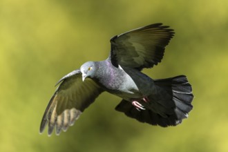 City dove (Columba livia forma domestica) in flight, wildlife, Germany, Europe