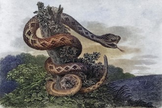 Striped Rattlesnake Crotalus Durissus From a 17th century print, Historic, digitally restored