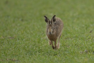 European brown hare (Lepus europaeus) adult animal running across a farmland field in the