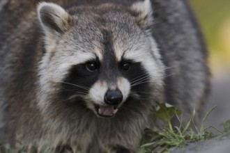 Raccoon (Procyon lotor), portrait, Hesse, Germany, Europe