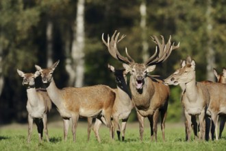 Red deer (Cervus elaphus), roaring stag and hinds in the rutting season, North Rhine-Westphalia,