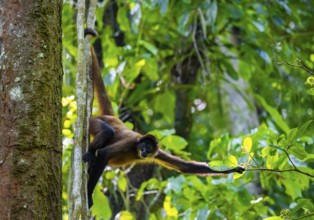 Geoffroy's spider monkey (Ateles geoffroyi) climbing a tree in the jungle, Tortuguero National