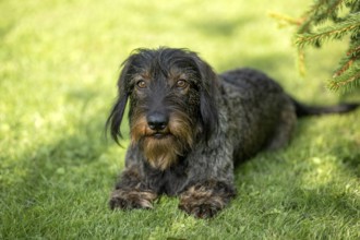 Rough-haired dachshund (Canis lupus familiaris) puppy, male, 3 years, animal portrait, lying in a