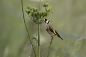 European goldfinch (Carduelis carduelis) adult bird feeding on a Hogweed seedhead, Lincolnshire,