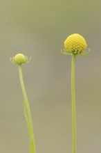 Gummy bear flower or pineapple flower (Cephalophora aromatica, Helenium aromaticum), flowers,