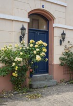 Roses at a gate in a small street in the idyllic downtown of Ystad, Skåne county, Sweden,