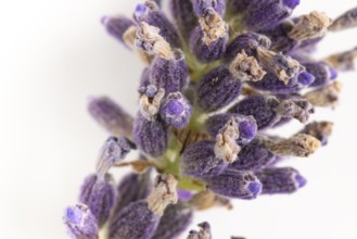 Lavender flowers (Lavandula angustifolia) in violet tones on a white background, close-up