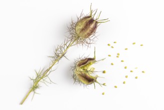 Seeds fall from an opening seed capsule of the love-in-a-mist (Nigella damascena) on a white